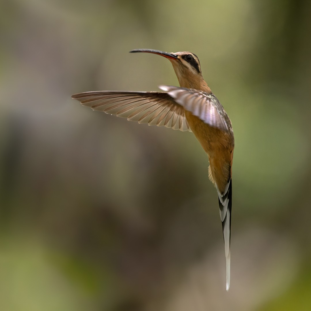 Planalto Hermit - ML533553001