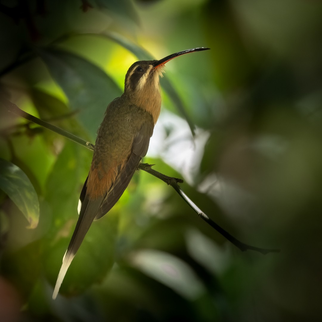 Planalto Hermit - ML533553011