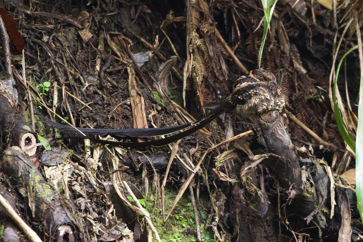 Lyre-tailed Nightjar - Will Sweet