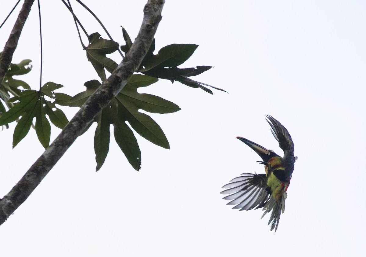 Collared Aracari (Pale-mandibled) - ML533554601