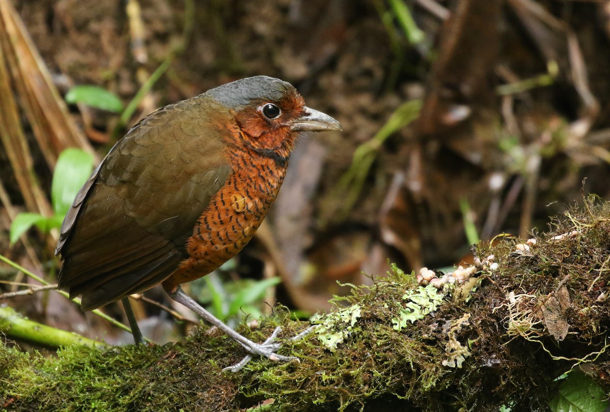 Giant Antpitta - ML533554671