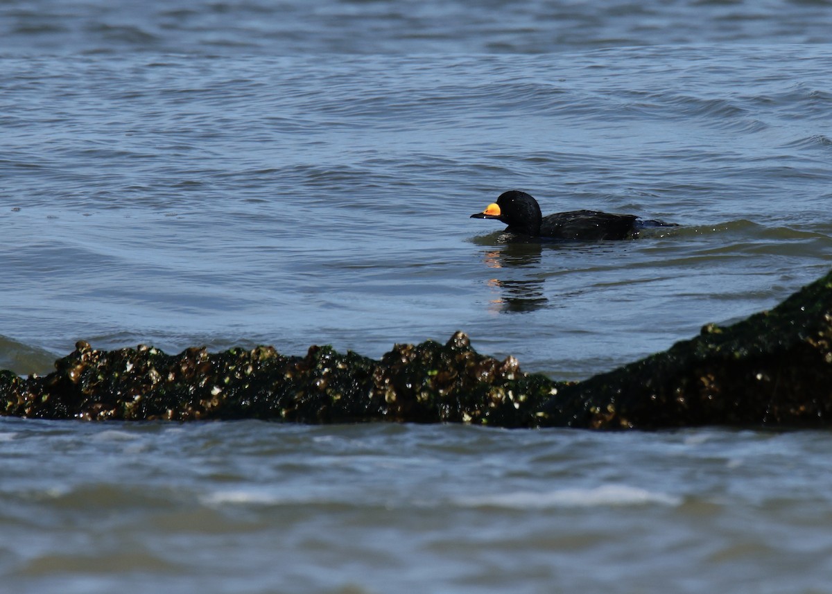 Black Scoter - ML533558131