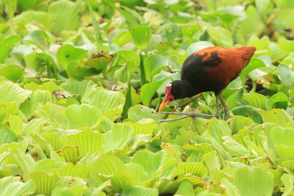 Wattled Jacana - ML533558381