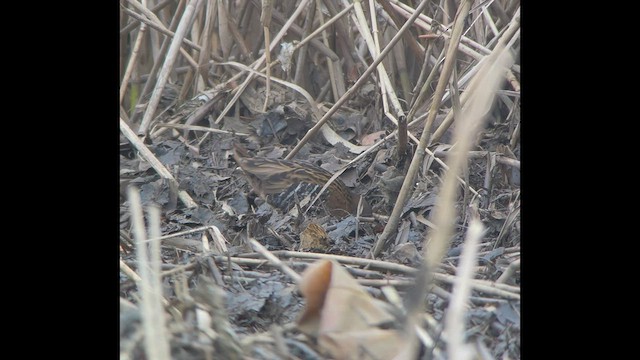 רלית המים - ML533558891