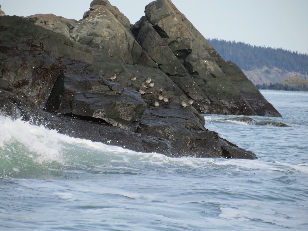 Purple Sandpiper - ML533561281