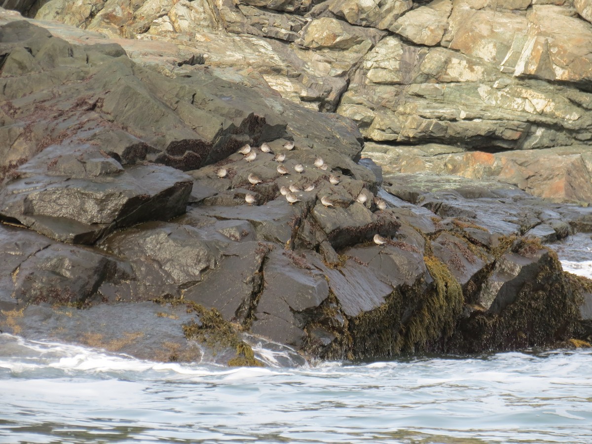 Purple Sandpiper - ML533561301