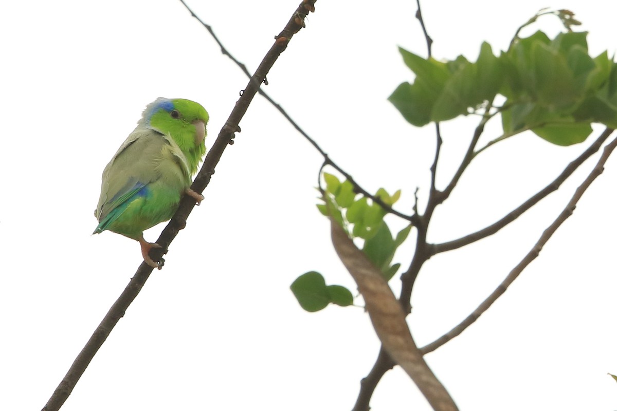 Pacific Parrotlet - ML533561561