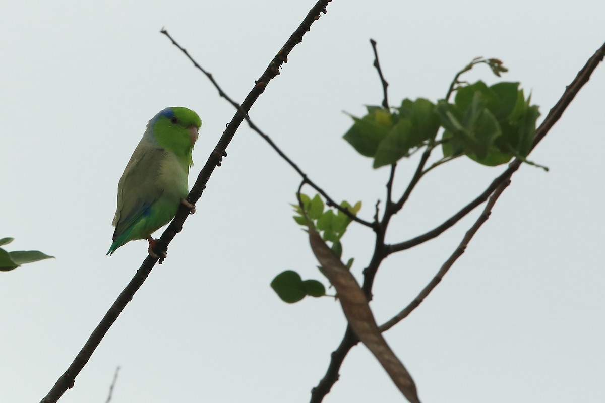 Pacific Parrotlet - Serge Rivard