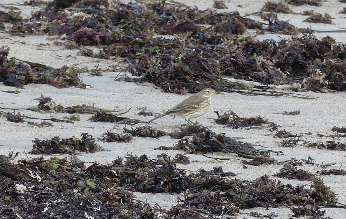 American Pipit - ML533564141