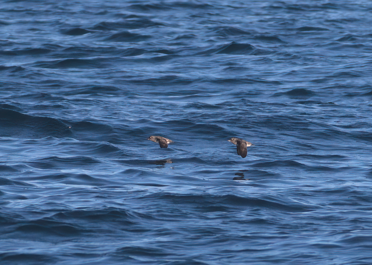 Cassin's Auklet - ML533564191