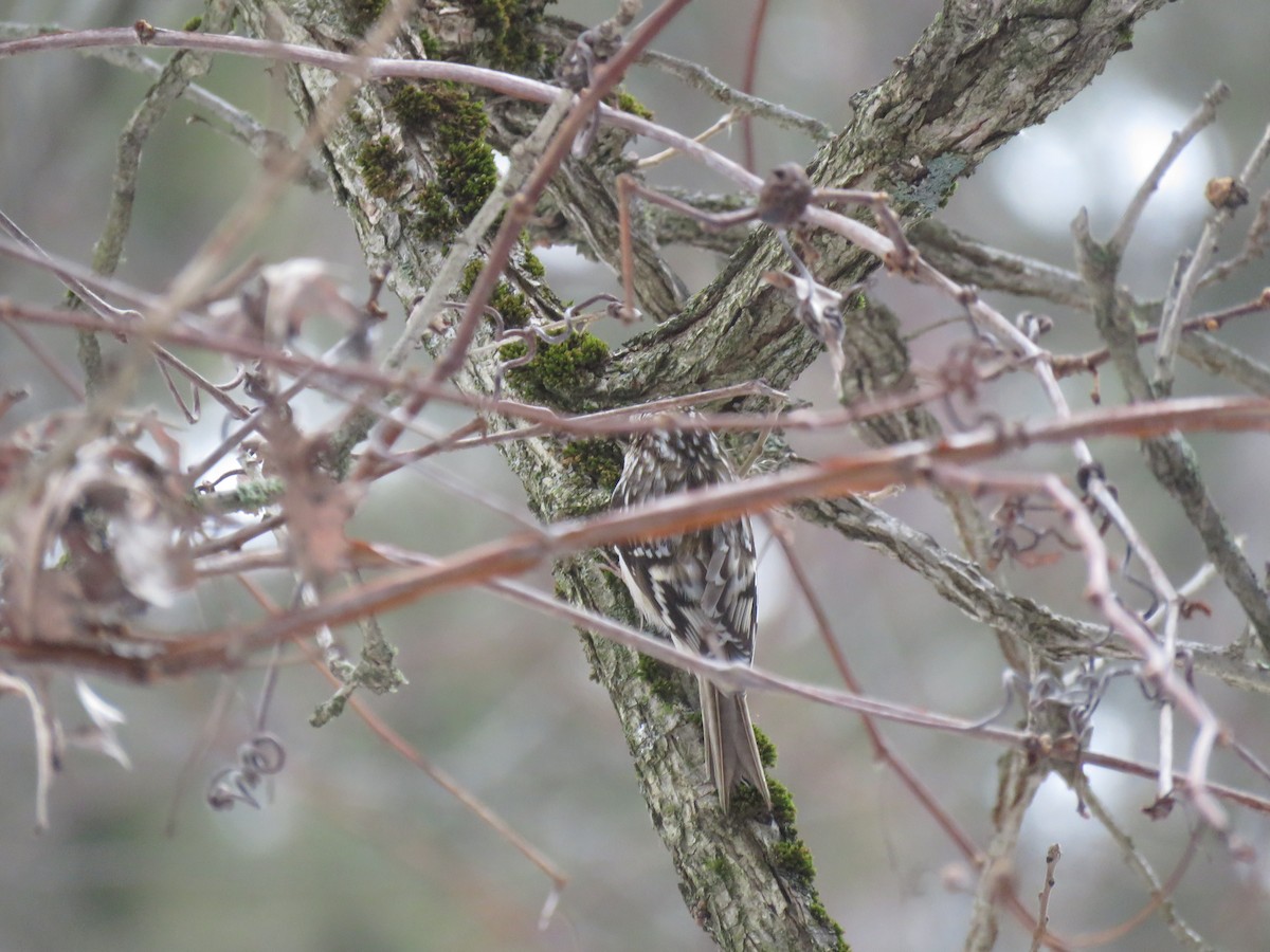 Brown Creeper (americana/nigrescens) - Ronald Vandebeek