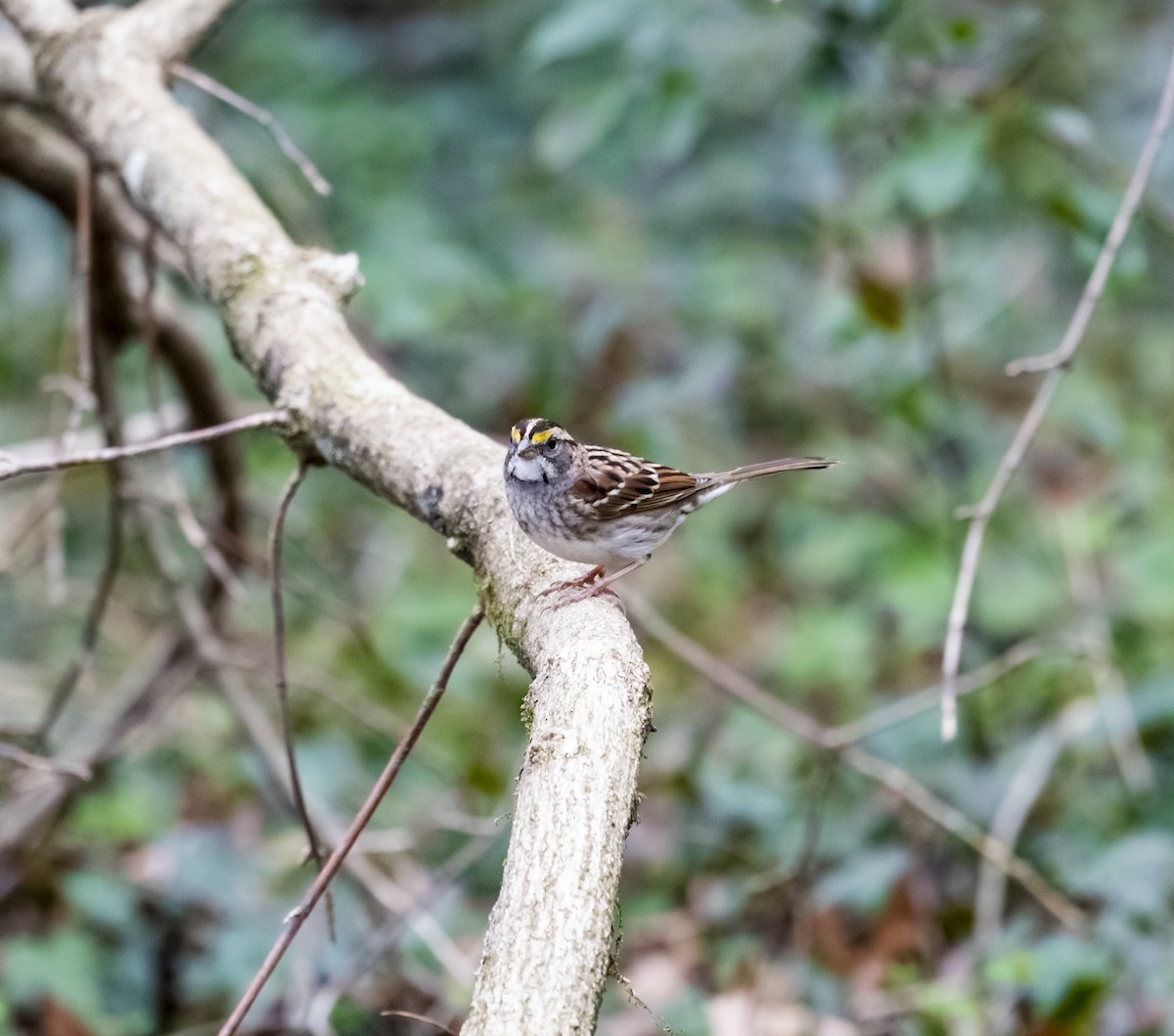 White-throated Sparrow - ML533564861