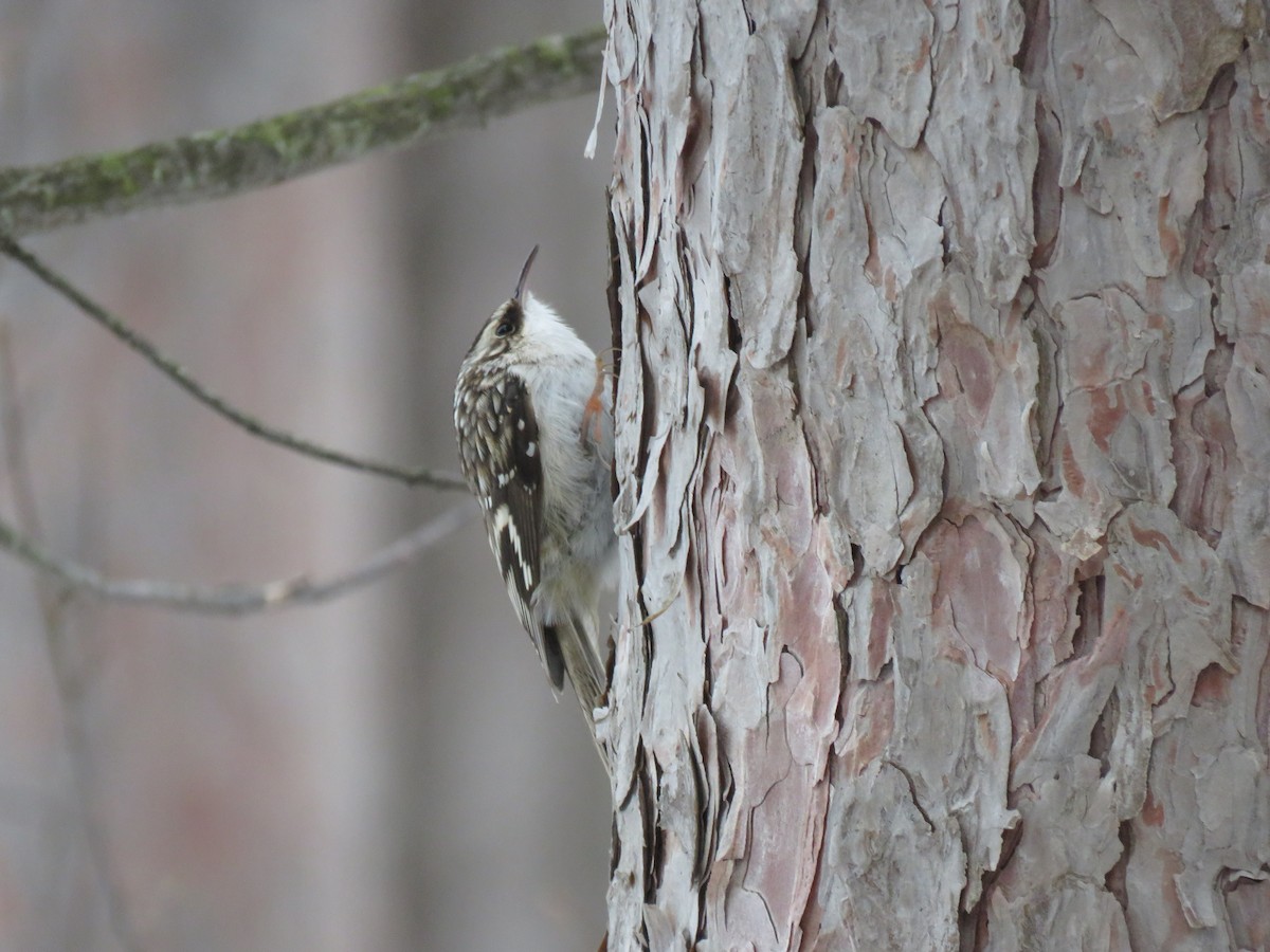 Brown Creeper (americana/nigrescens) - ML533565011