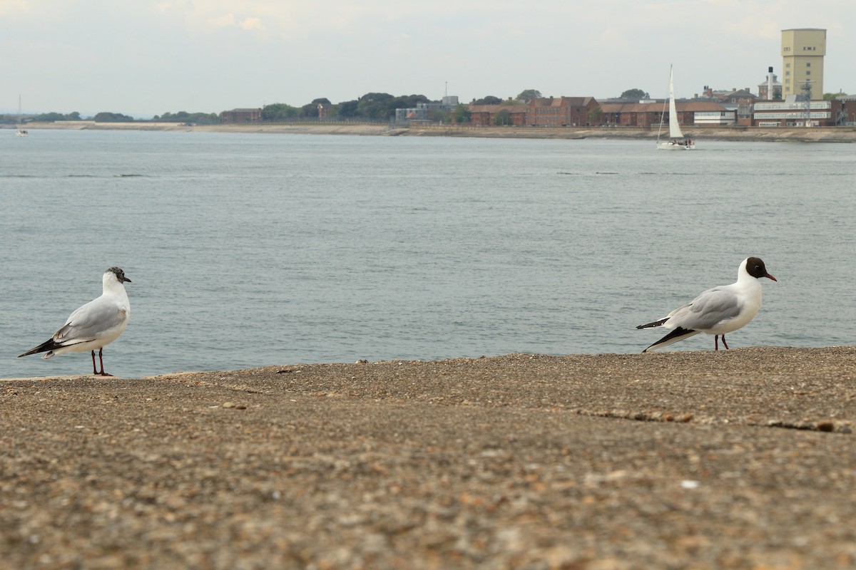 Black-headed Gull - ML533565521