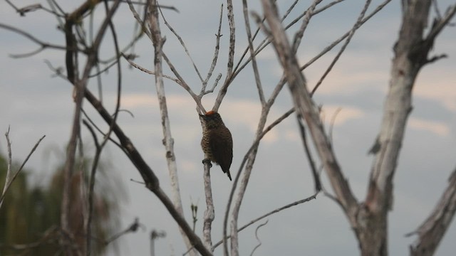 Lafresnaye's Piculet - ML533565571