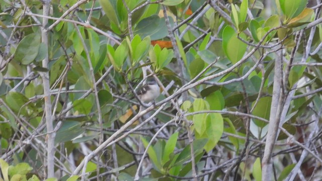 White-naped Seedeater - ML533565611