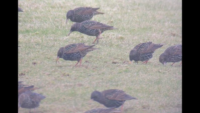 זרזיר מצוי - ML533565651