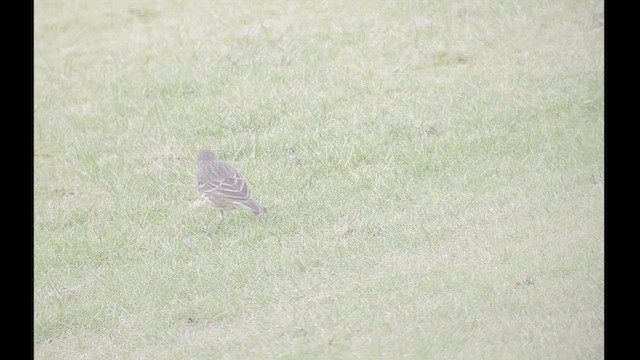 Rock Pipit - ML533565761