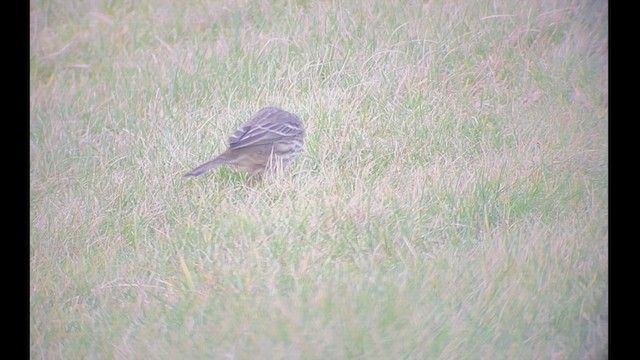 Rock Pipit - ML533565771