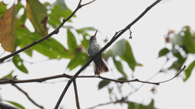 Amazilia Versicolor - ML533565781