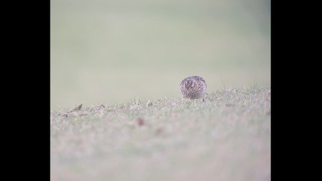 Eurasian Skylark - ML533565821