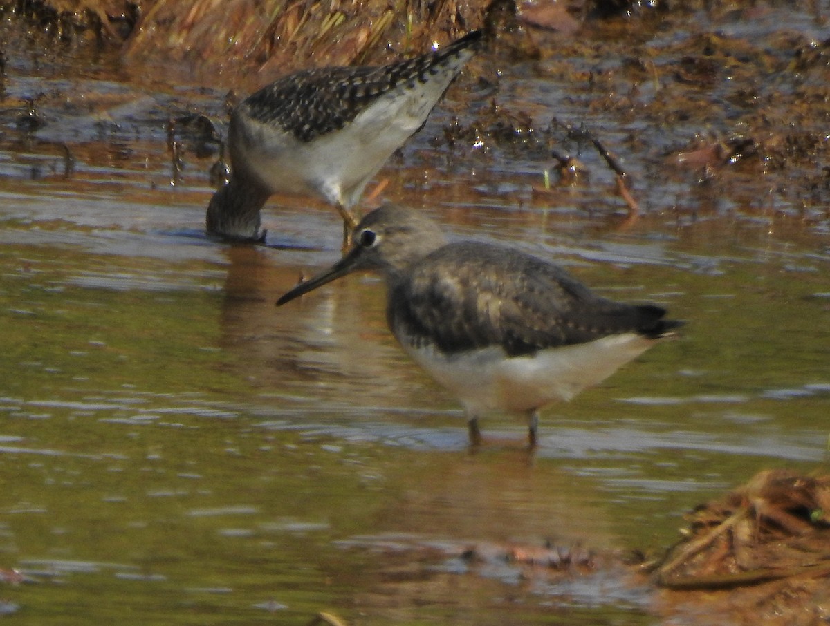 Wood Sandpiper - ML533565901