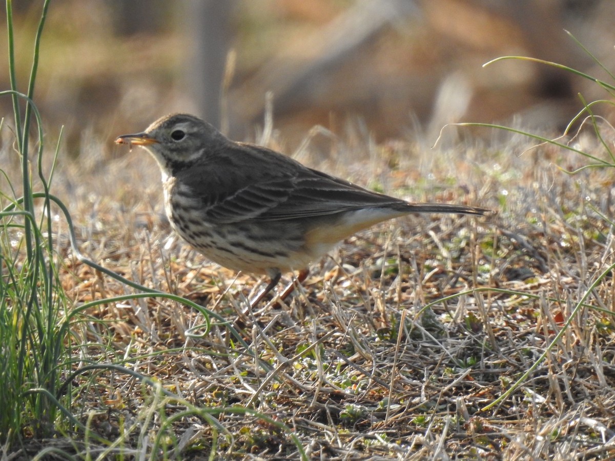 American Pipit - Ariel Dunham