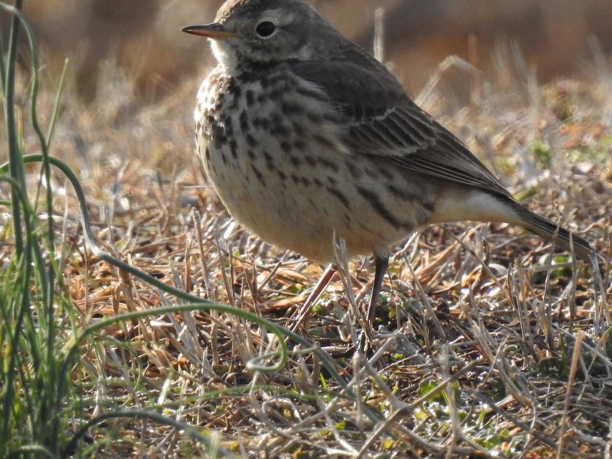 American Pipit - Ariel Dunham