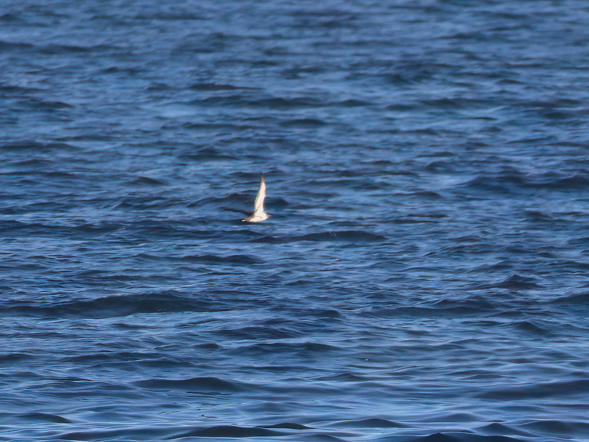 Black-vented Shearwater - ML533566181