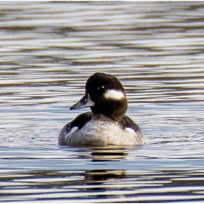 Bufflehead - ML533567061