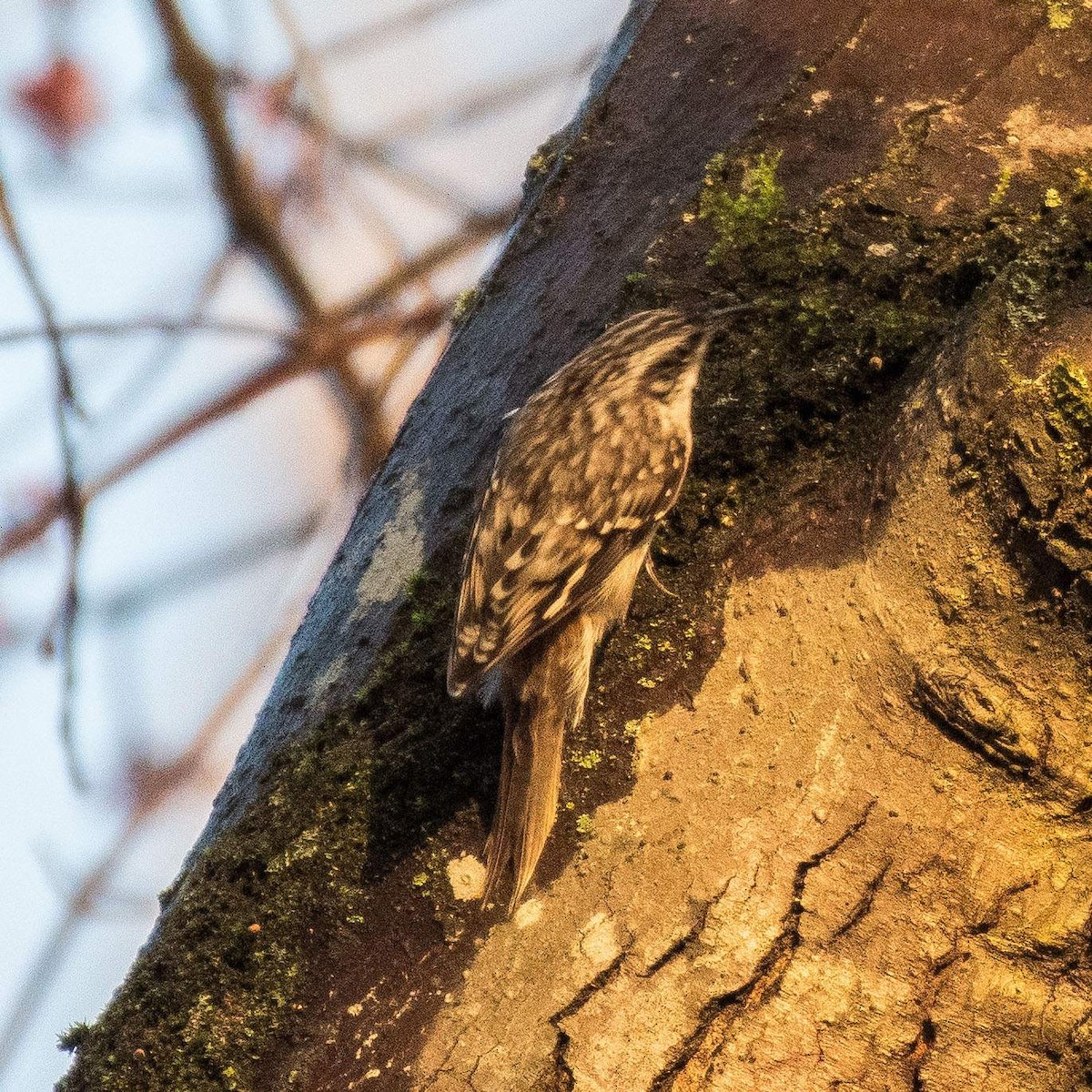 Brown Creeper - ML533567221