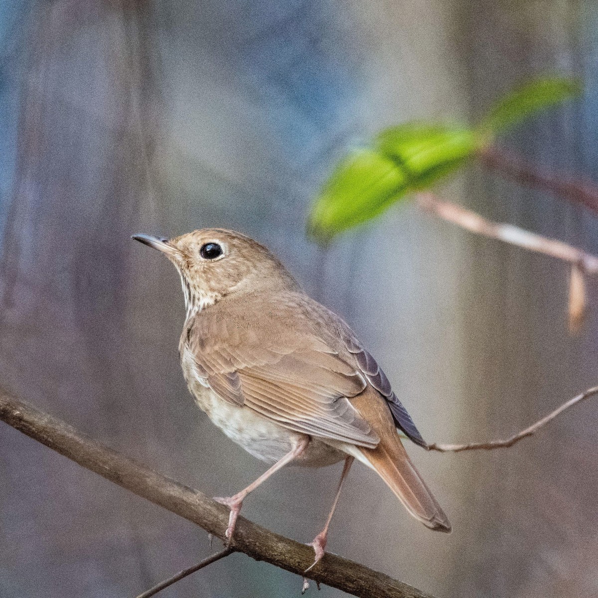 Hermit Thrush - ML533567321