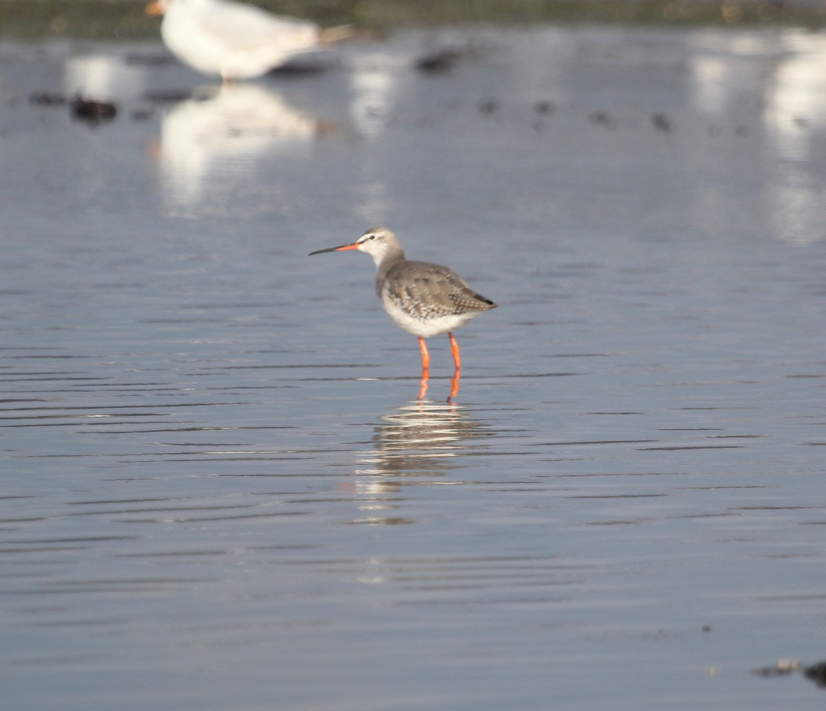Spotted Redshank - ML533567361