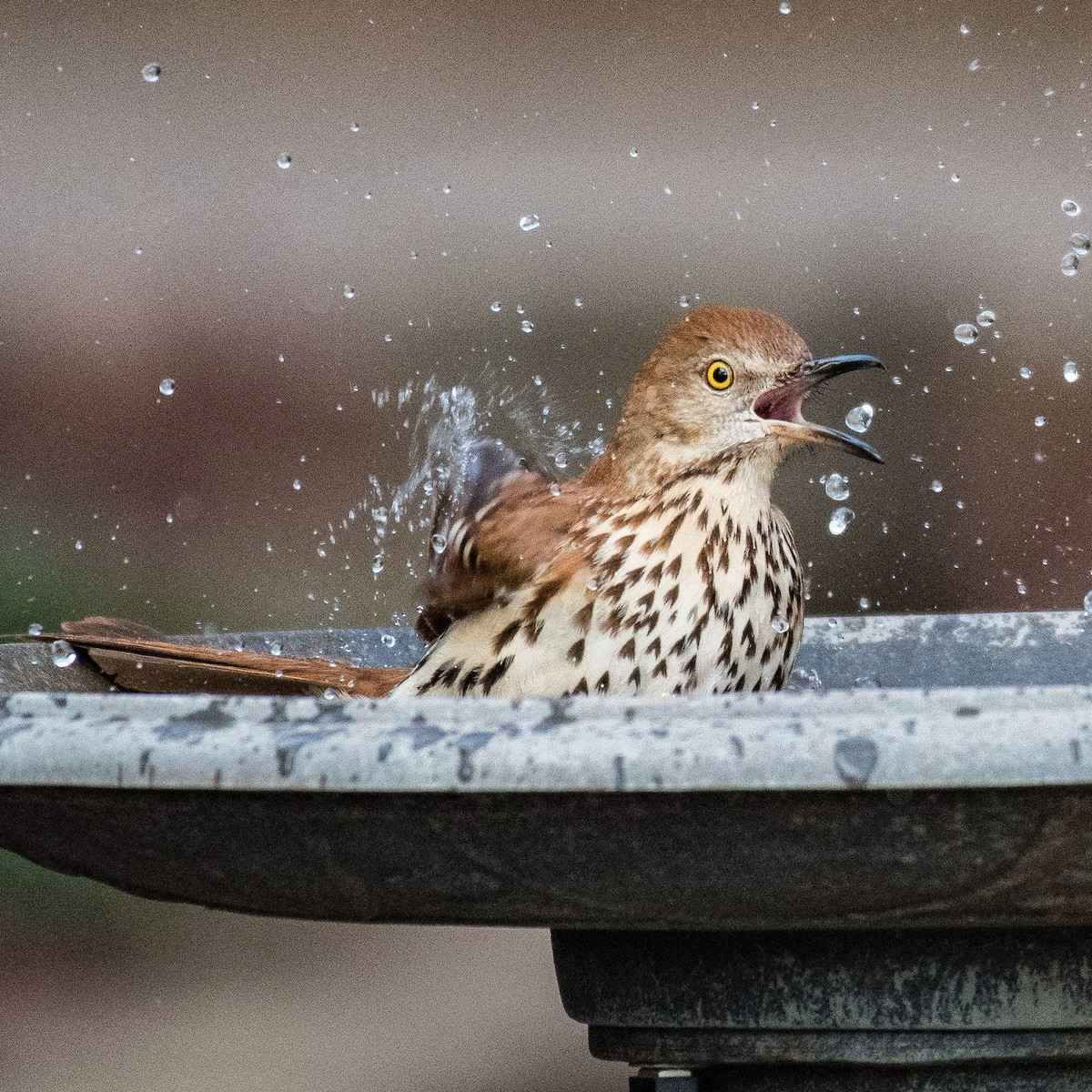 Brown Thrasher - ML533567661