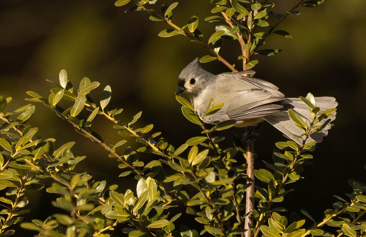 Tufted Titmouse - ML533567681