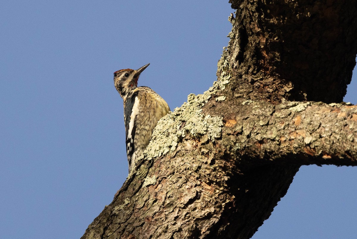 Yellow-bellied Sapsucker - ML533567721