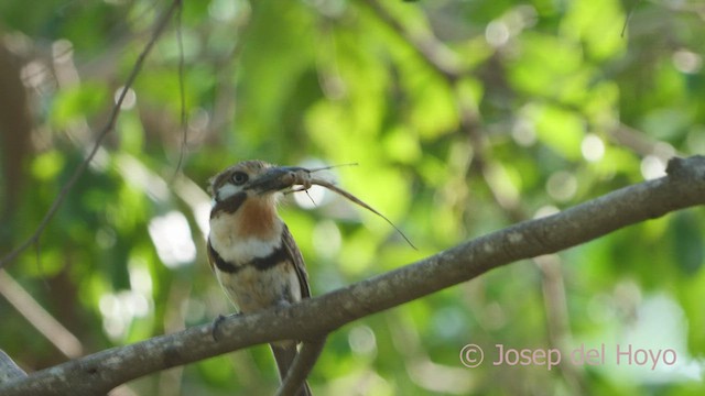 Russet-throated Puffbird - ML533567991