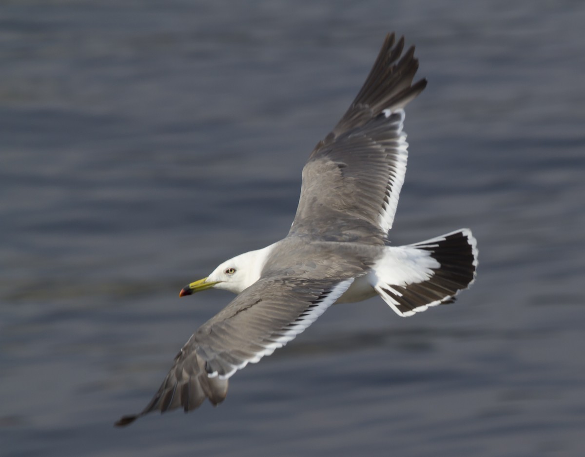 Black-tailed Gull - ML533568711