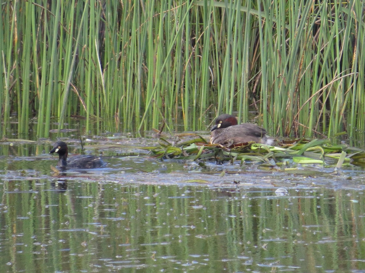 Australasian Grebe - ML533569071