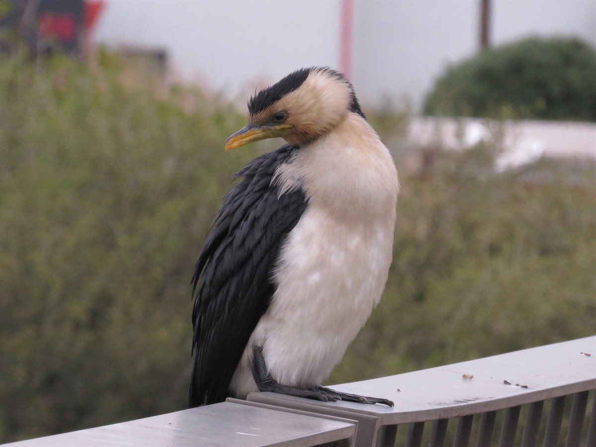 Little Pied Cormorant - ML533569121
