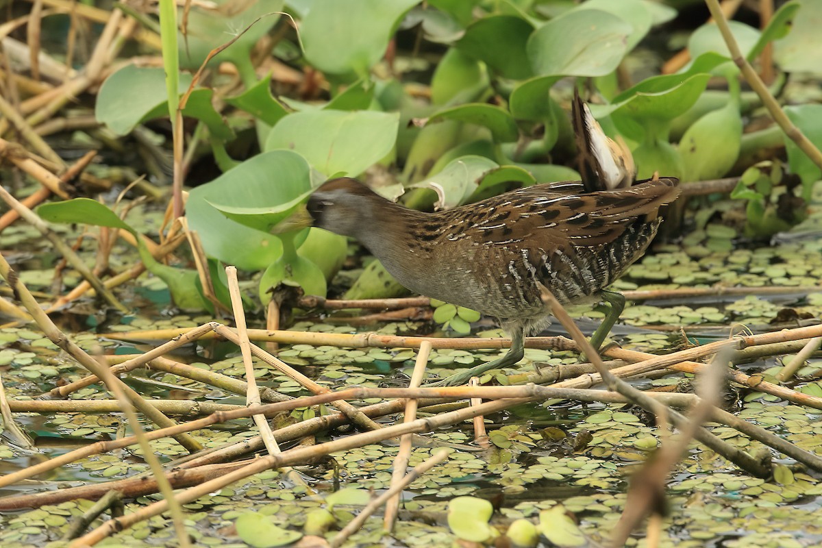 Polluela Sora - ML533570781