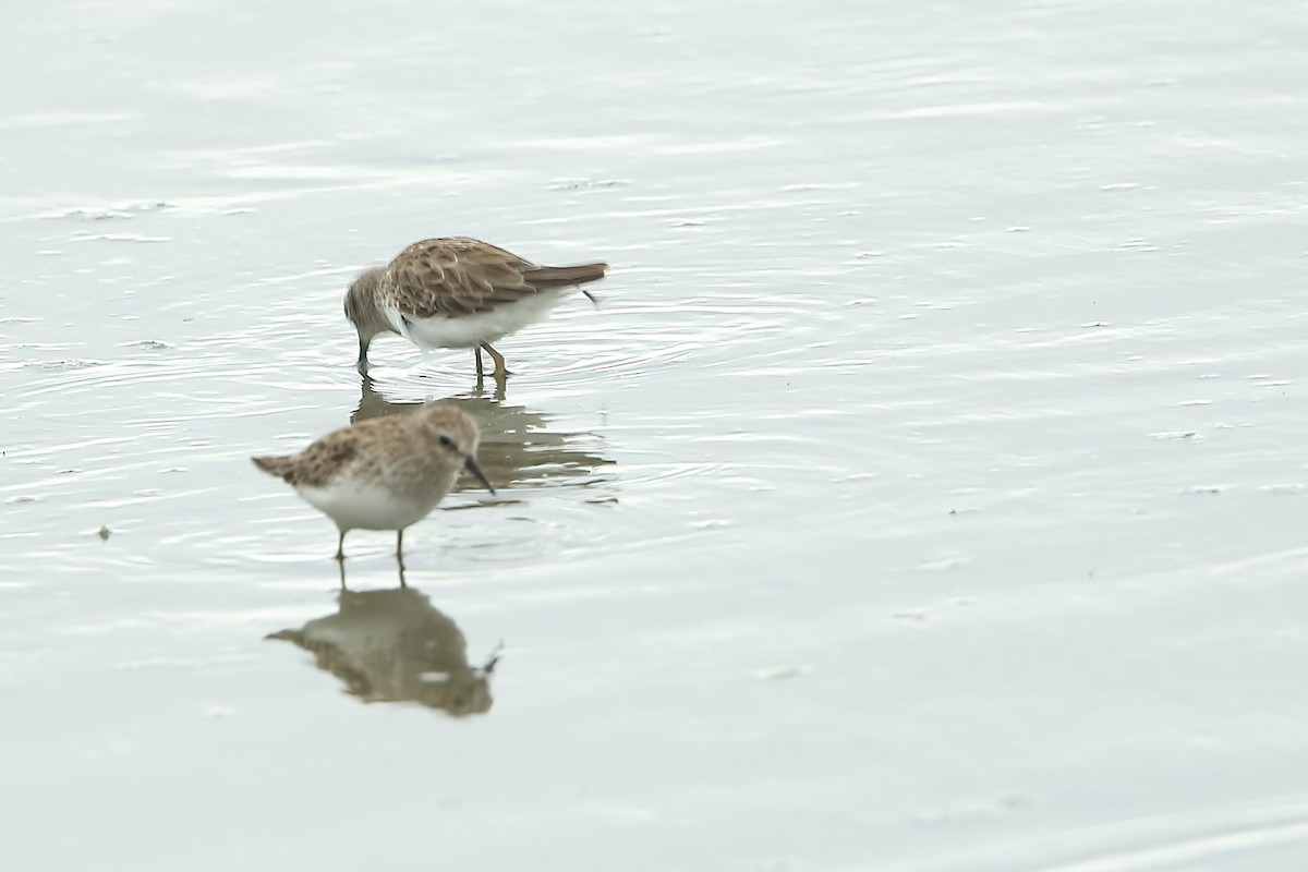 Least Sandpiper - ML533570921