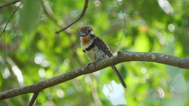 Russet-throated Puffbird - ML533571251