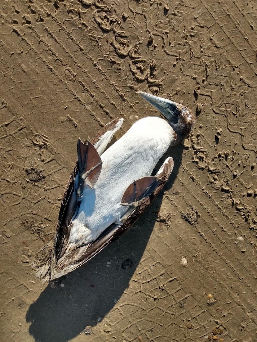 Masked Booby - ML533571741