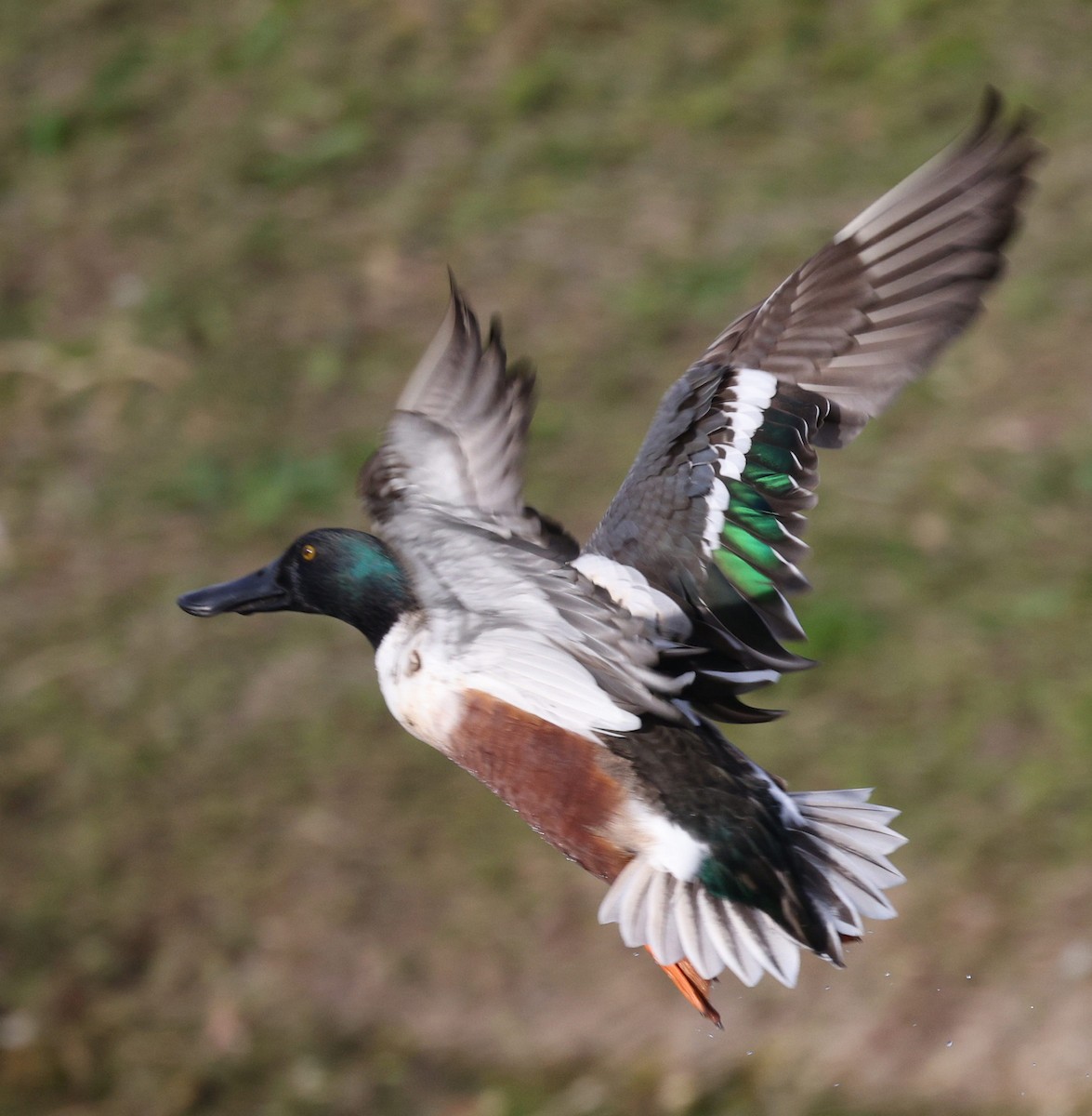 Northern Shoveler - ML533571861