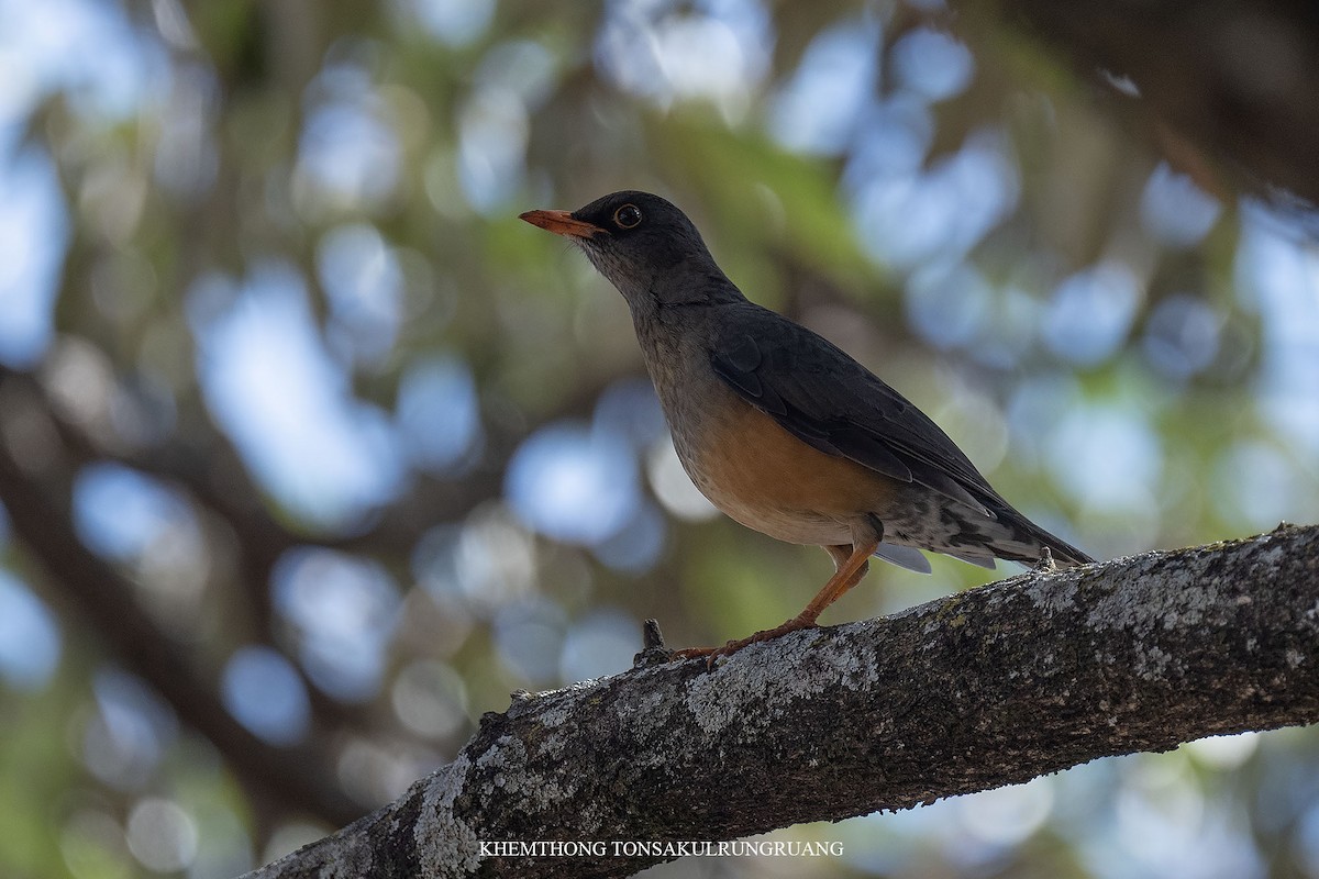 Abyssinian Thrush - ML533572161