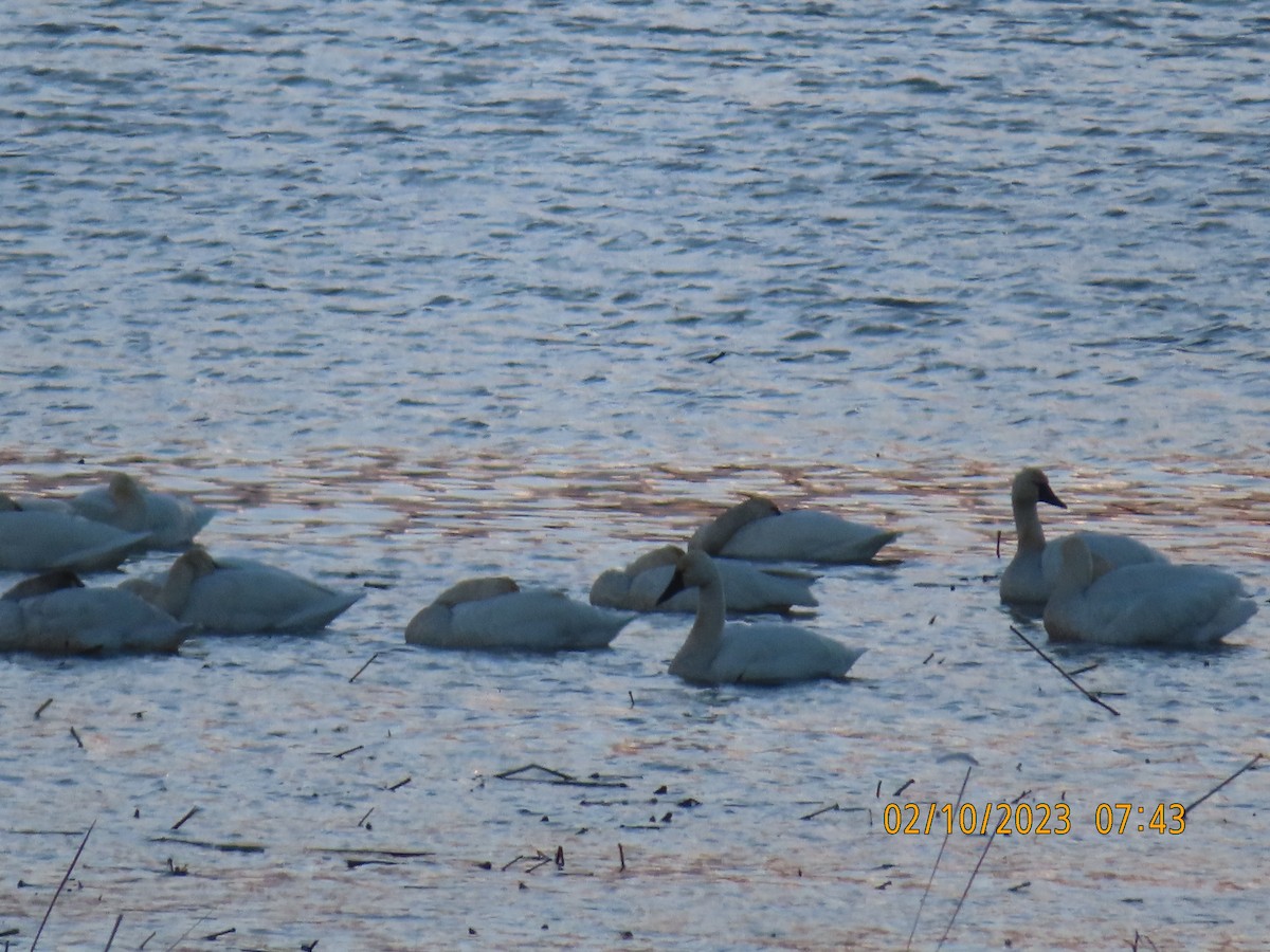 Tundra Swan - ML533573081