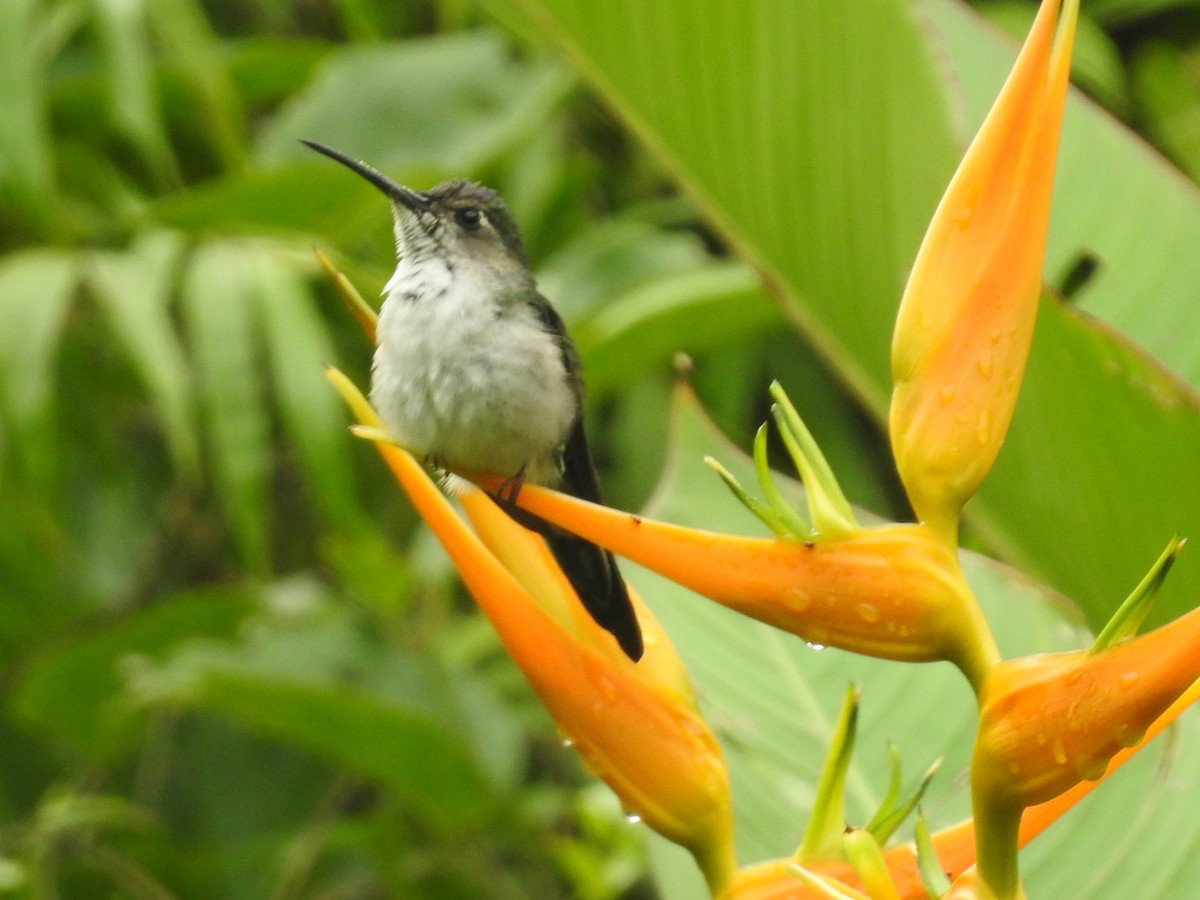 Colibrí Tuxtleño - ML533573341