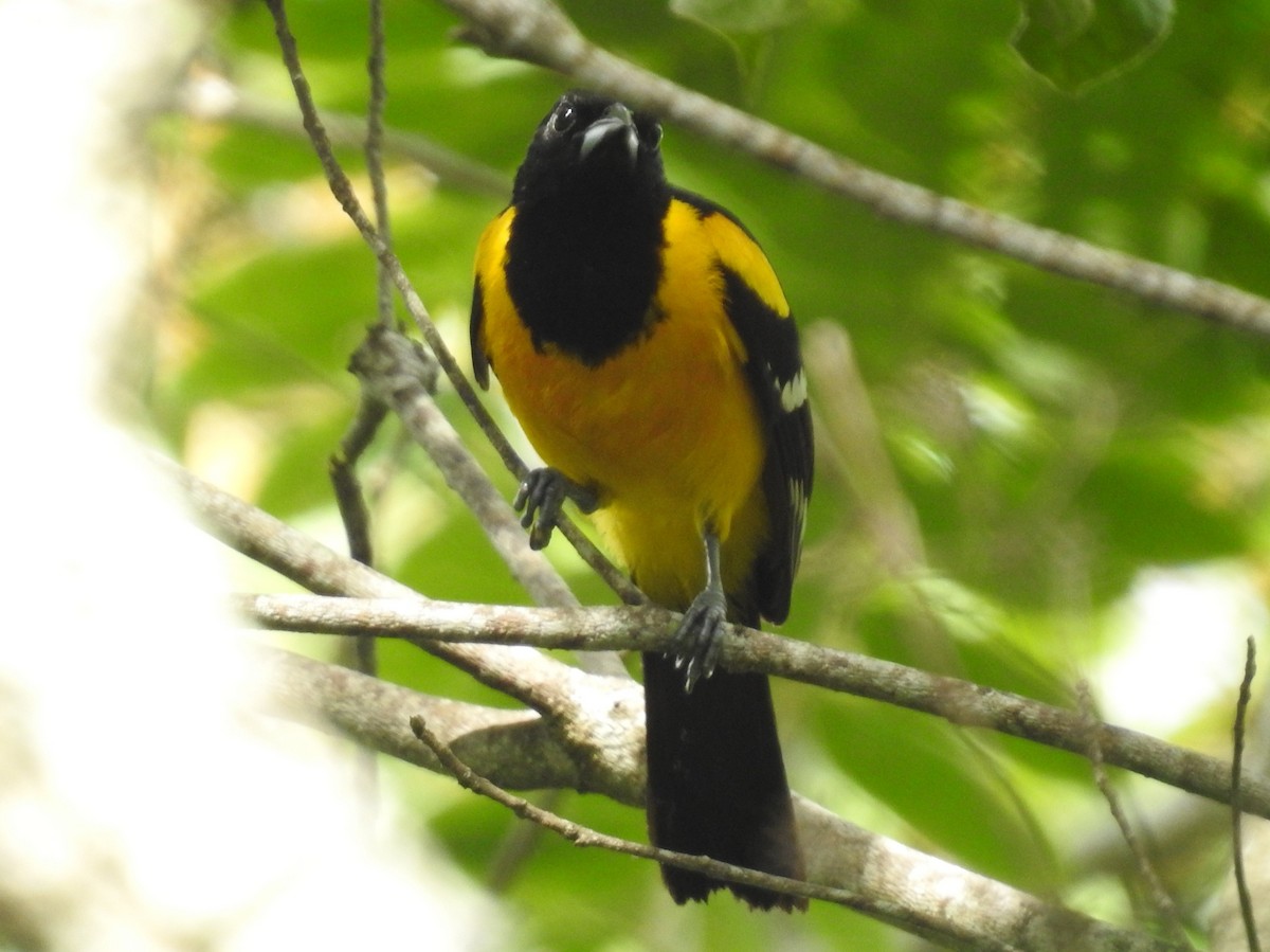 Oriole unifascié - ML533574301