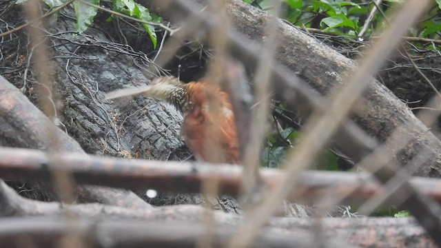 Long-billed Woodcreeper - ML533574491